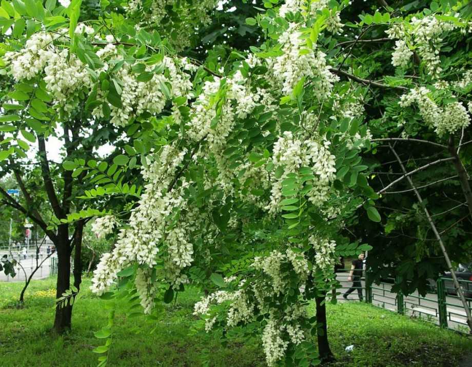 Растения летнего цветения. какие деревья цветут в мае в россии