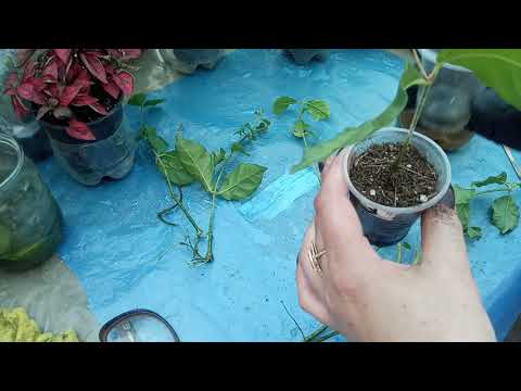 Жасмин кустарник - посадка и уход весной в открытый грунт, обрезка и размножение, фото, видео | дача сад огород