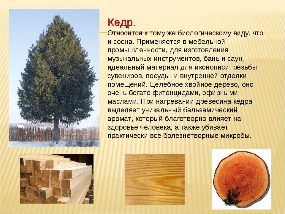 Акация. свойства древесины. полезные свойства -