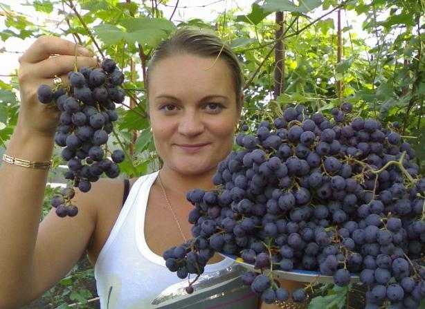 Описание и характеристики сорта винограда «загадка шарова»
