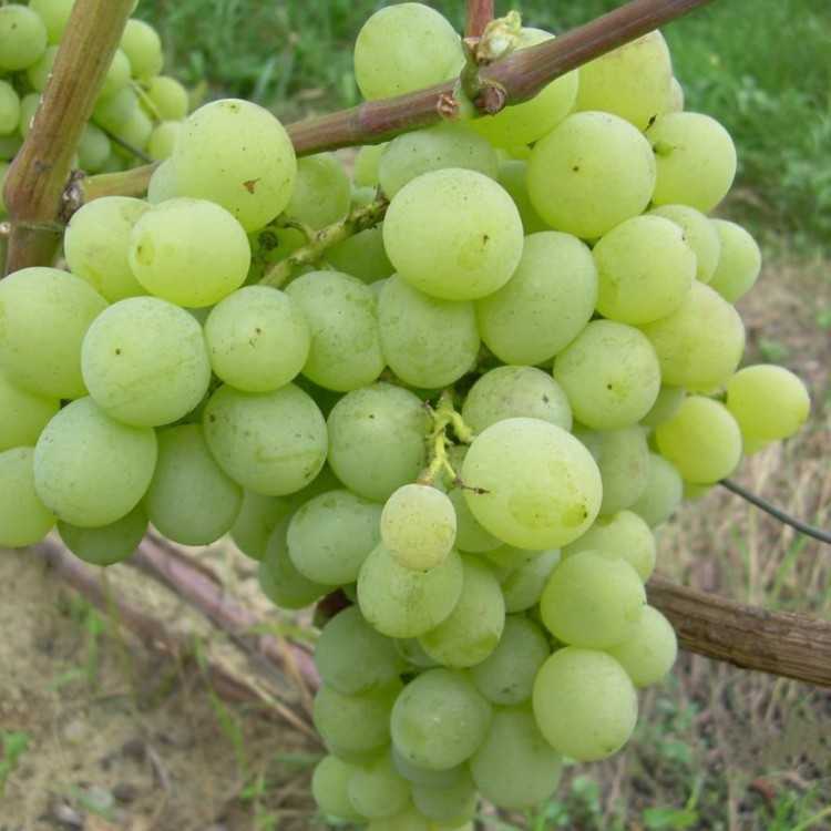 Виноград восторг описание и характеристика сорта, выращивание и уход, отзывы, фото