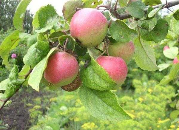 Описание и тонкости выращивания яблони сорта краса свердловска