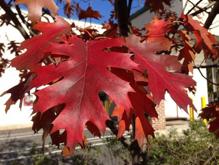 Дуб красный Quercus rubra относится к семейству Буковых, другие названия растения в описании – канадский краснолистный и американский северный. Где произрастает дуб Как посадить дерево и ухаживать за ним Как используется в ландшафтном дизайне