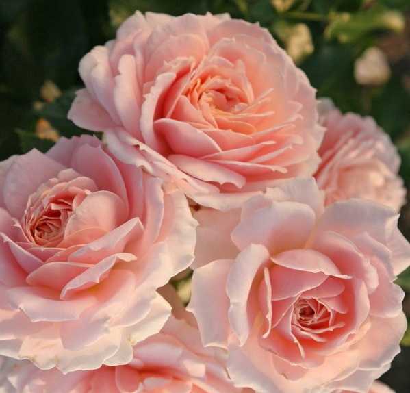 Цветы похожие на розы – особенности бегонии, герани, бальзамина махрового, пиона и рододендрона