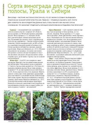 Описание и выращивание винограда сорта юлиан