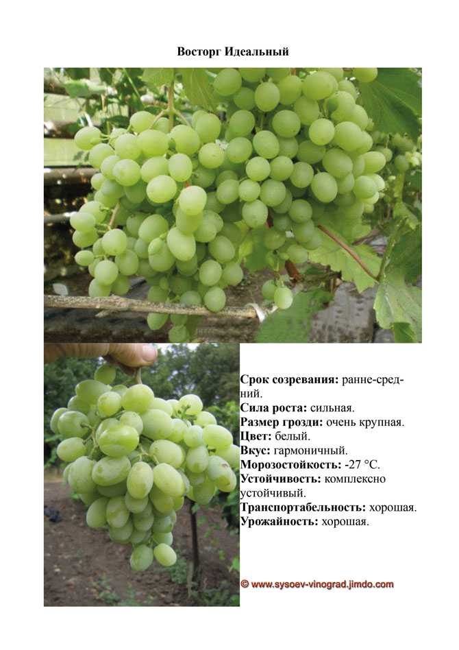 Виноград велес — для засушливых регионов россии