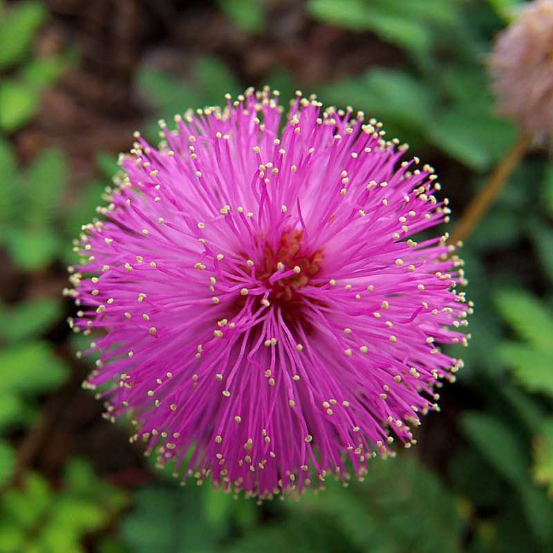 Цветок мимоза: описание растения и виды кустарника, как вырастить и ухаживать в домашних условиях