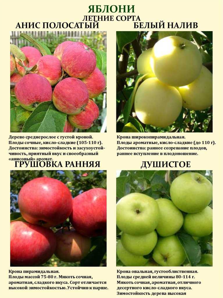 Описание сорта яблони антоновка десертная: фото яблок, важные характеристики, урожайность с дерева