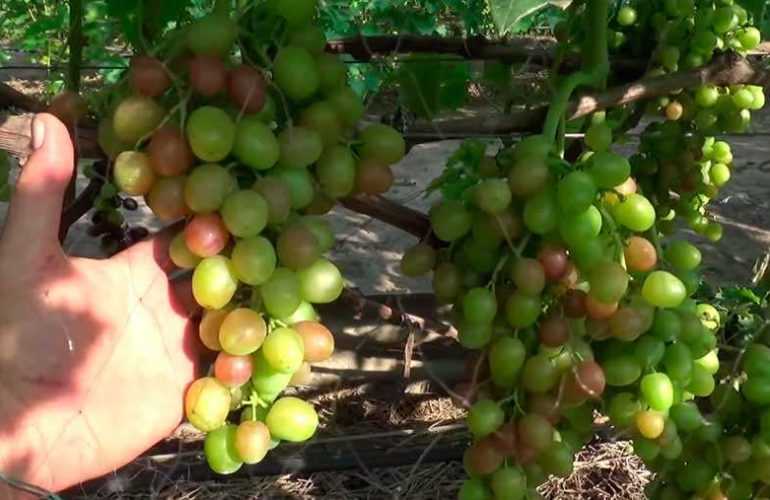 Сорт винограда ливия: фото, отзывы, описание, характеристики.