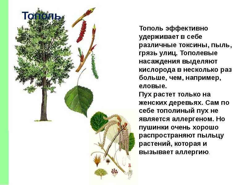 Тополь бальзамический (21 фото): описание листьев и почек, подвиды дерева и сферы применения