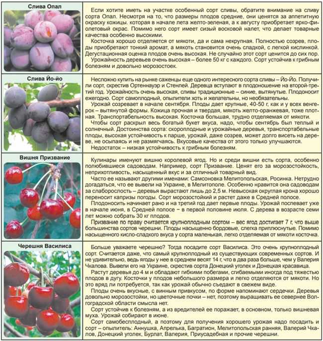 Чем опрыскивать яблони от вредителей летом в июне, июле и августе, как проводить опрыскивание, правила обработки, когда есть плоды