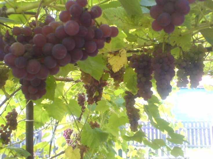 Виноград августа