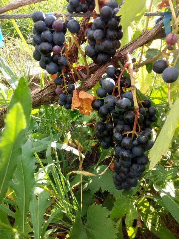 Виноград ливадийский черный: описание и характеристики сорта, выращивание и уход