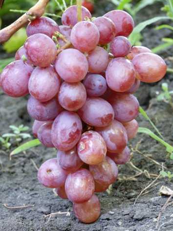Виноград сорта оригинал: характеристика сорта и особенности агротехники