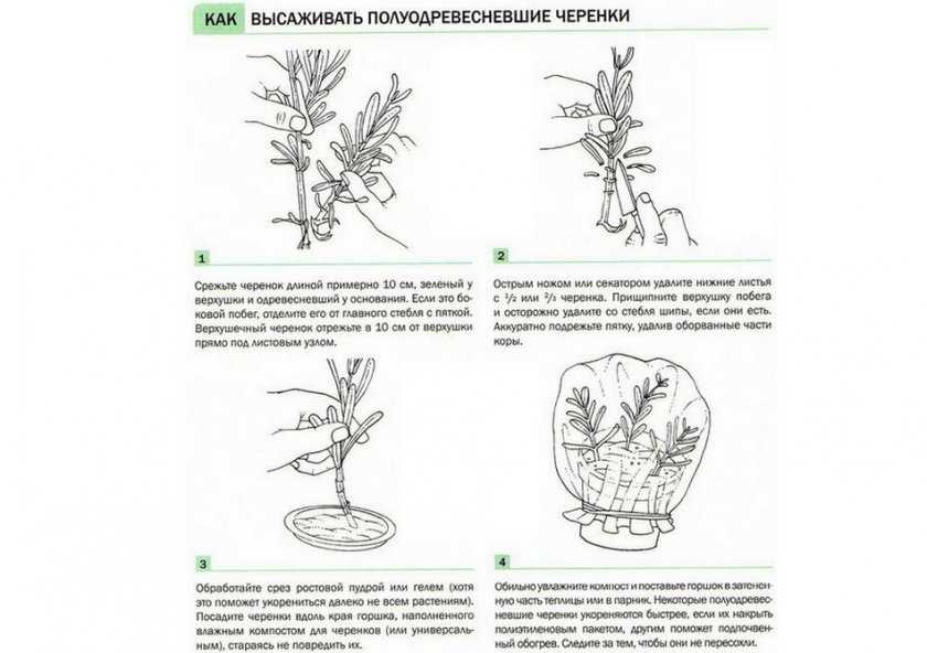 Дерен пестролистный: размножение черенками, особенности выращивания, формирование куста
