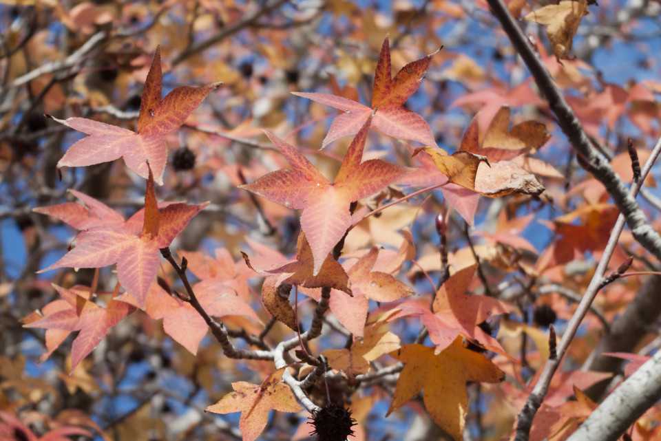 Ликвидамбар — дерево багряной осени