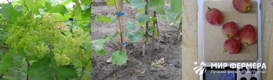 Описание сорта винограда лора и характеристики плодоношения, особенности выращивания и ухода