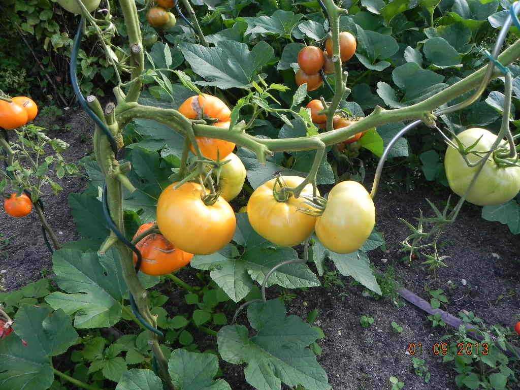 Сорта томатов соседская зависть. Томат соседская зависть f1. Сорт помидор соседская зависть. Томат соседская зависть семена. Томат соседская зависть уд.
