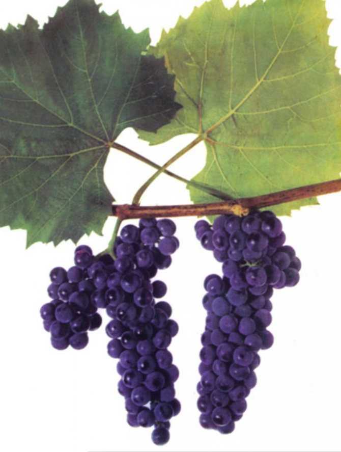 «гарнача» — сорт винограда с испанскими корнями