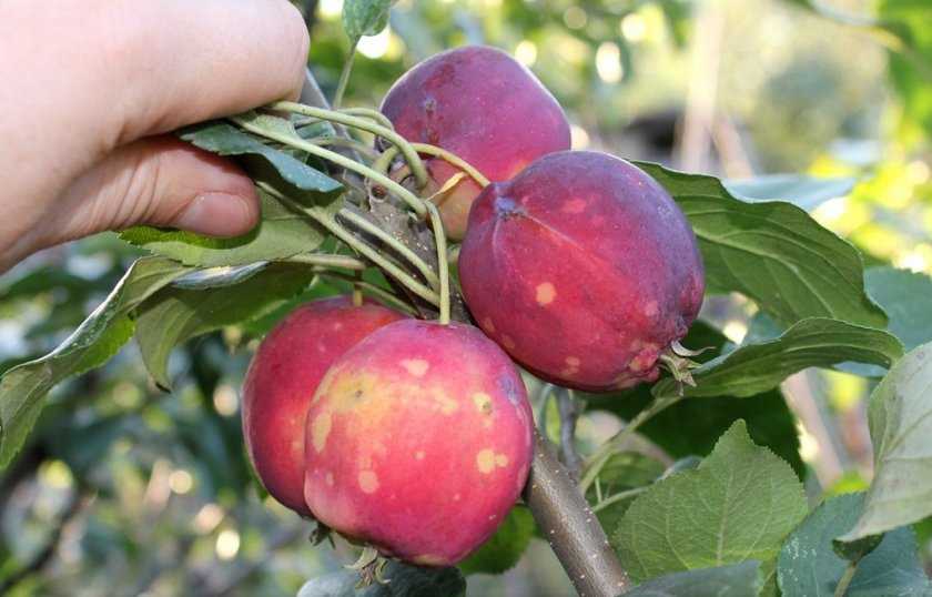 Чем опрыскивать яблони от вредителей летом в июне, июле и августе, как проводить опрыскивание, правила обработки, когда есть плоды