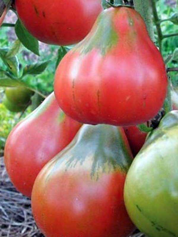 Японский трюфель – томаты с отменным вкусом: особенности выращивания и ухода