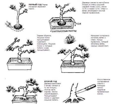 Выращивание бонсай из семян — особенности агротехники
