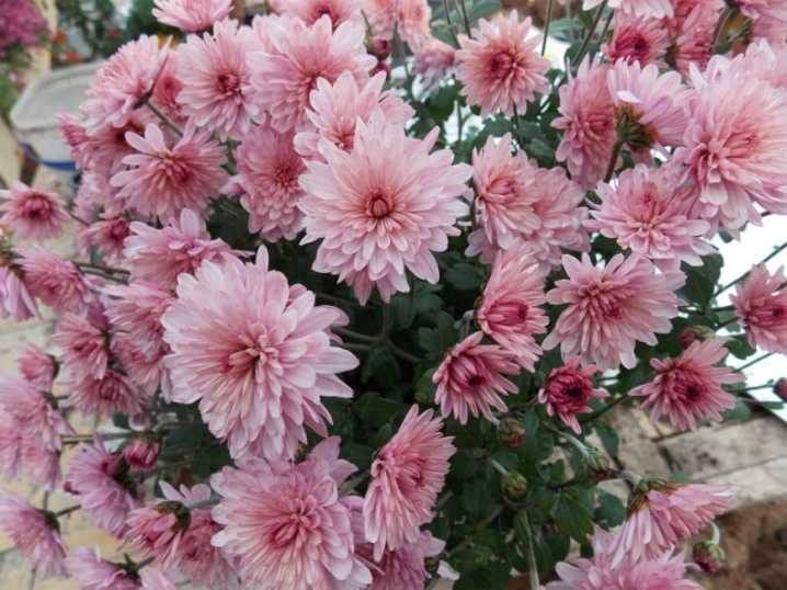 Розовые хризантемы используются для декора сада и составления букетов. Описание кустовых разновидностей позволит подобрать самый подходящий сорт. Чем отличаются хризантемы «Гранд Пинк», «Стилист Пинк», «Розовый Фламинго» Как выращивать цветы