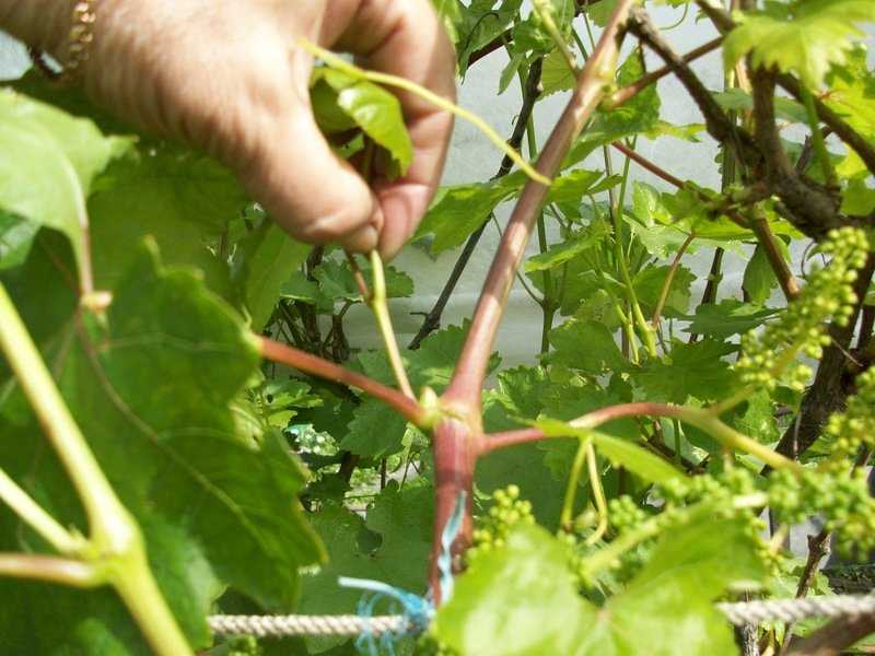 Выращивание пекинской капусты в открытом грунте: основные правила, уход за растением