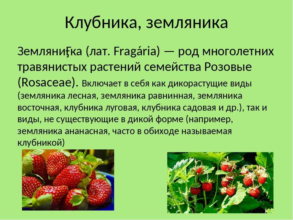 Клубника прими: описание и характеристики сорта садовой земляники, правила выращивания виктории и фото