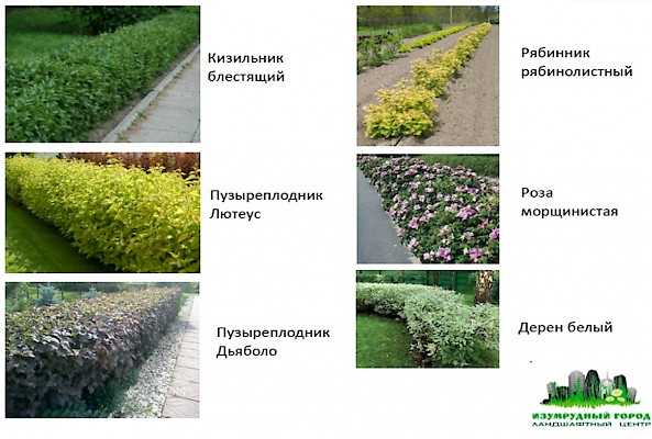 На каком расстоянии от забора сажать туи для живой изгороди - stroiliderinfo.ru