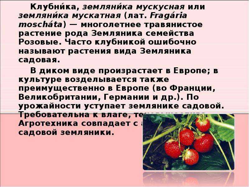 Яблоки семеренко: описание и характеристики сорта, польза и вред, выращивание