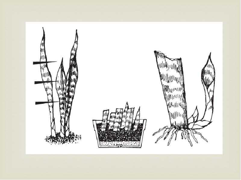 Ежевика аучита (уошито, оуачита): описание сорта и характеристики, особенности и выращивание, обрезка и сроки созревания, размножение