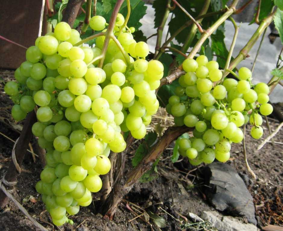Виноград алешенькин: описание сорта