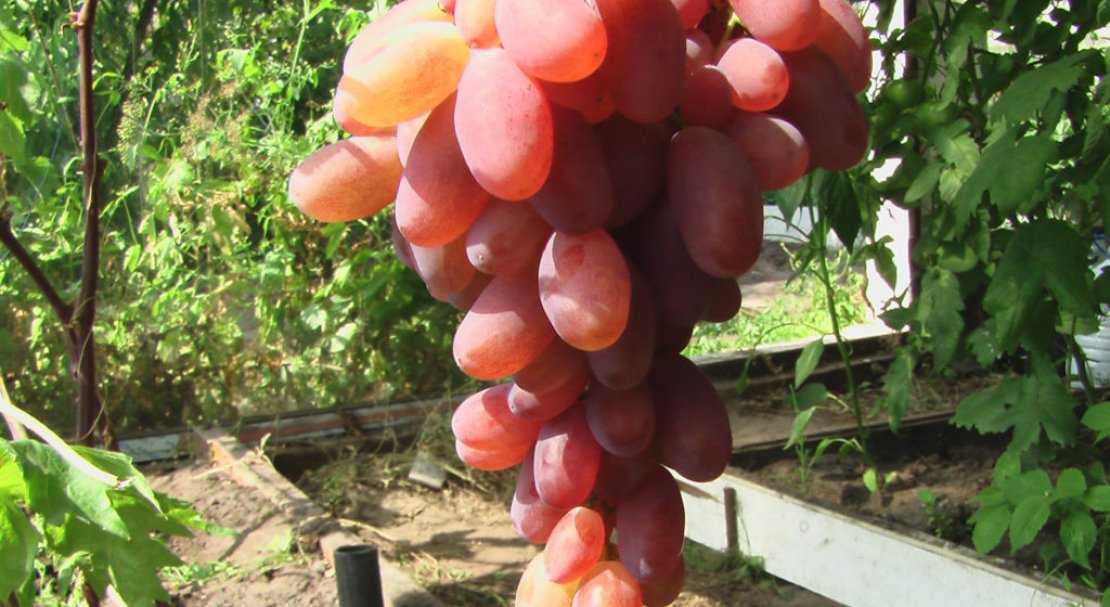 Описание сорта винограда кишмиш фейз сидлис: фото и отзывы | vinograd-loza