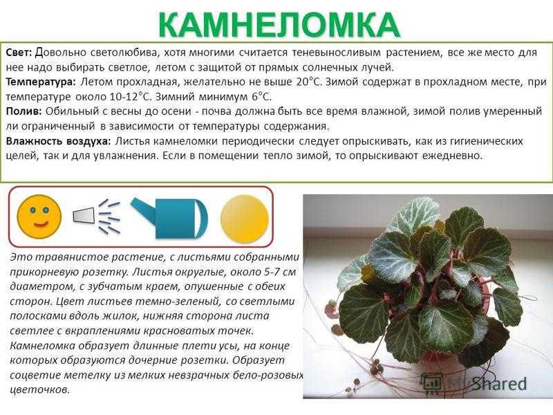 Араукария — домашняя ель . уход, выращивание, размножение. фото — ботаничка.ru