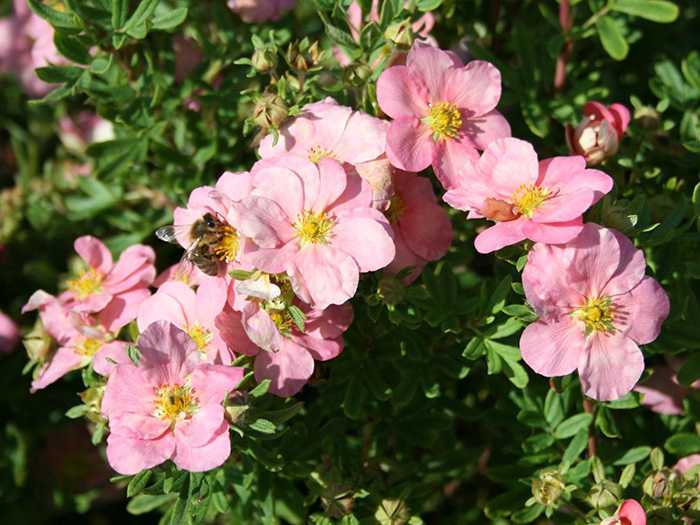 Розовая лапчатка: сорта и их выращивание