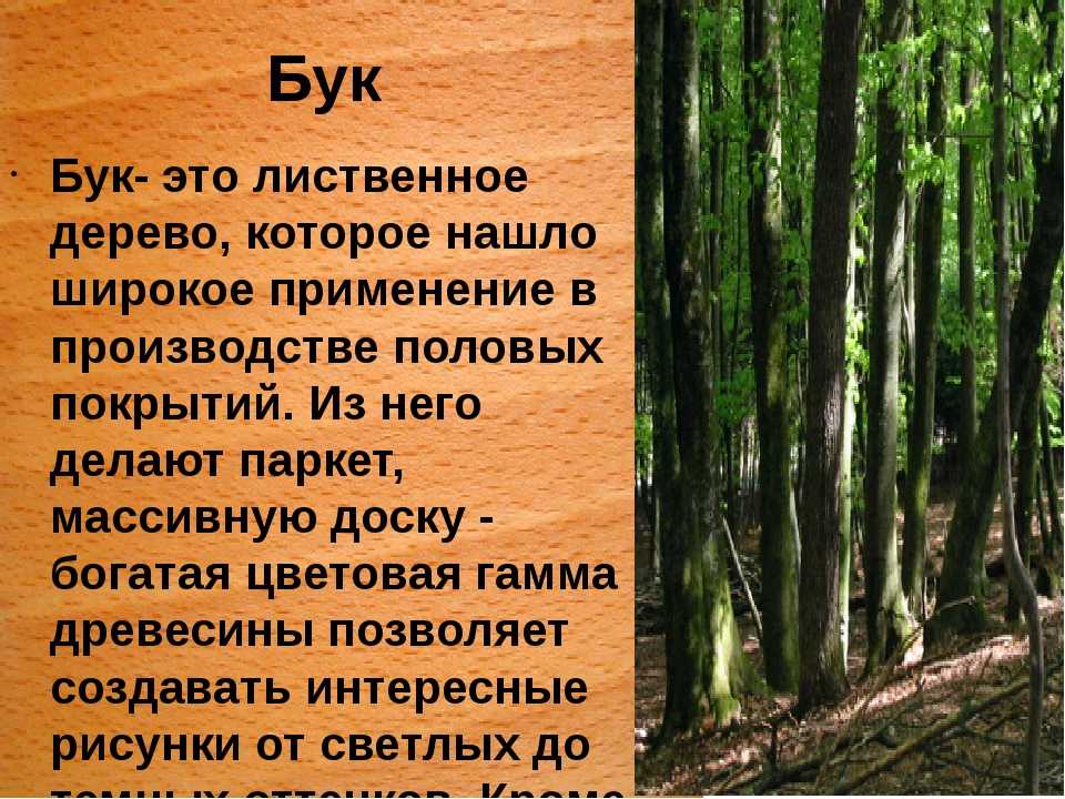 Дерево вяз — где растет в россии, фото и описание листьев, семян, видео