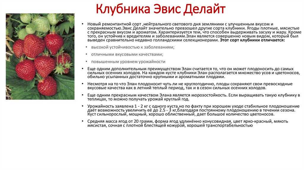 Клубника урожайная: описание и характеристики сорта садовой земляники, правила выращивания виктории и фото