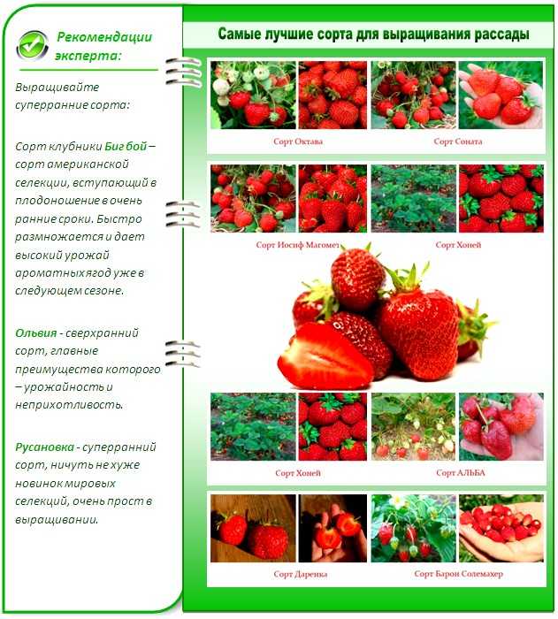 Клубника урожайная: описание и характеристики сорта садовой земляники, правила выращивания виктории и фото
