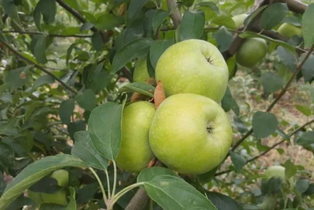 Описание сорта яблони заветное: фото яблок, важные характеристики, урожайность с дерева