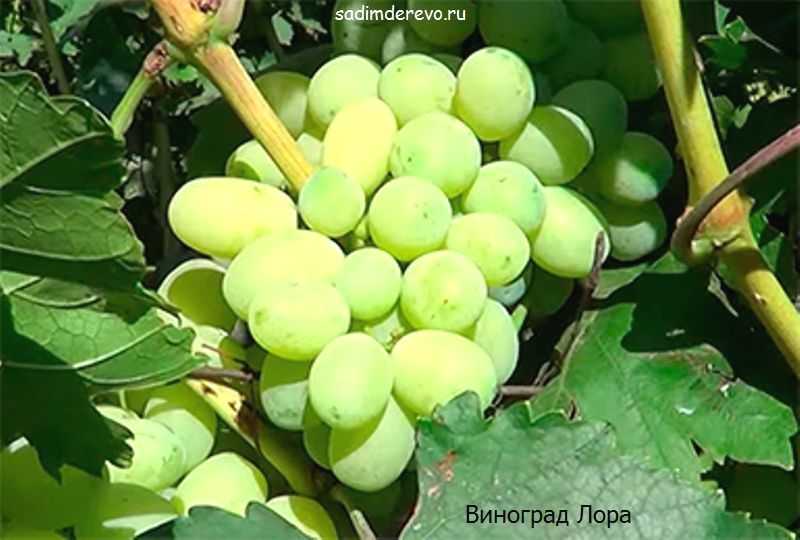 Сорт винограда лора – описание и характеристики, морозостойкость, урожайность, отзывы