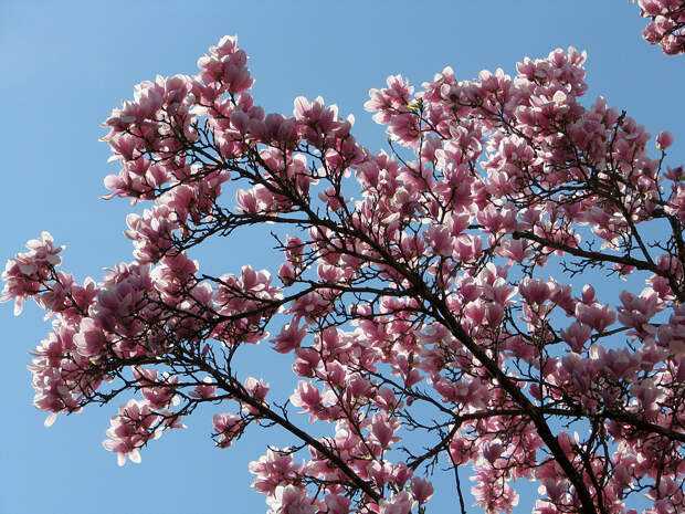 Цветы цветущие весной топ-20 первоцветов (описание & фото)