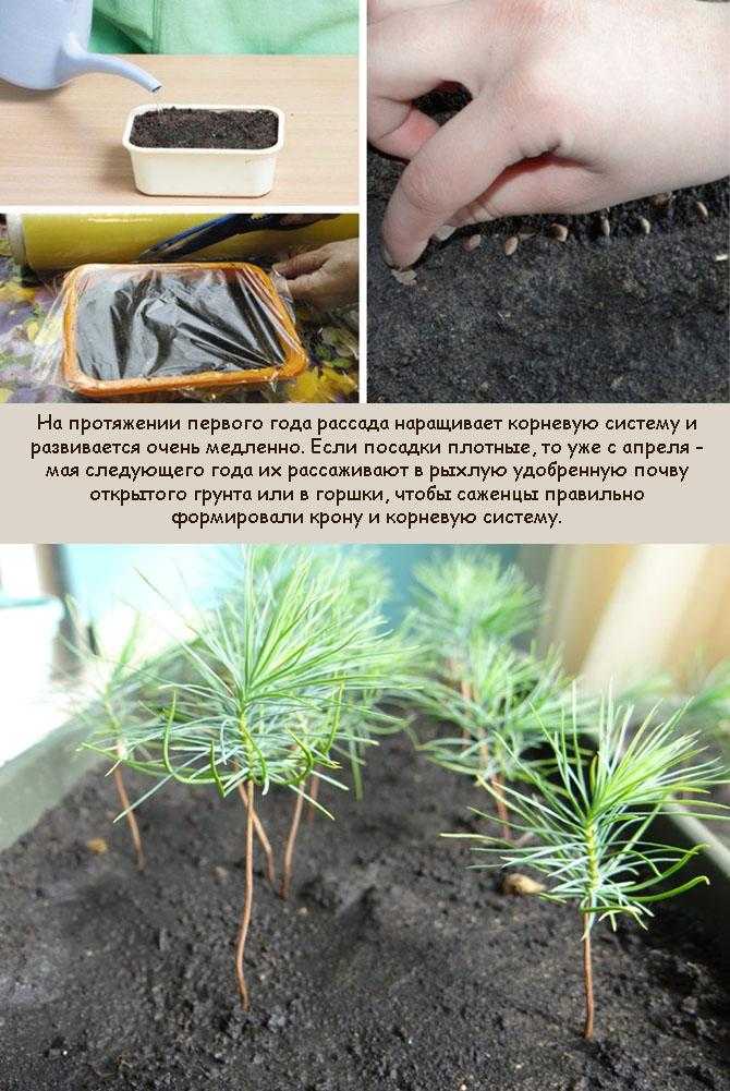 О выращивании кедра сибирского из семян и качестве посадочного материала.