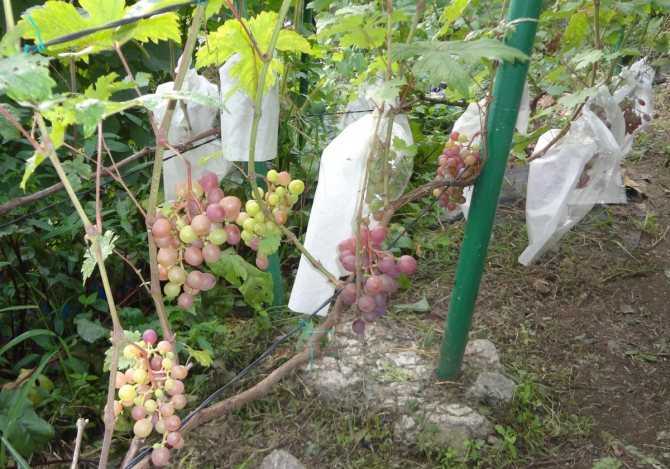 Посадим виноград вкусный, красивый, плодовитый