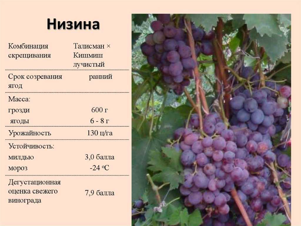 Виноград кишмиш 342: описание и характеристики сорта, особенности ухода и фото