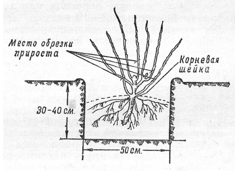 Тип корневой системы карликовой березы - рыболовный караван