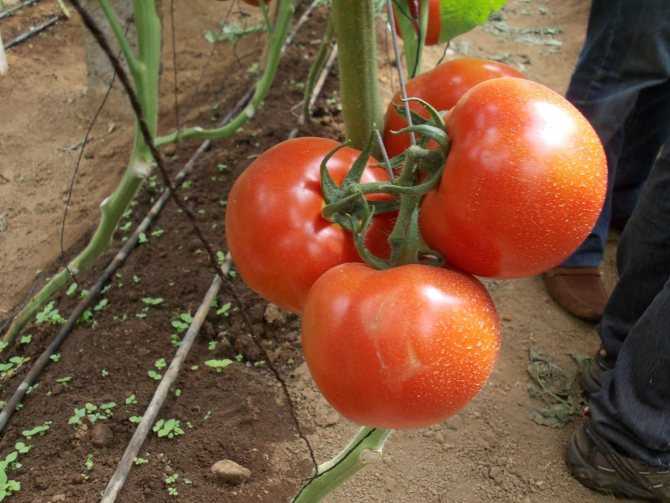 Томат оля: описание сорта, характеристика, отзывы об урожайности, фото - все о помидорках