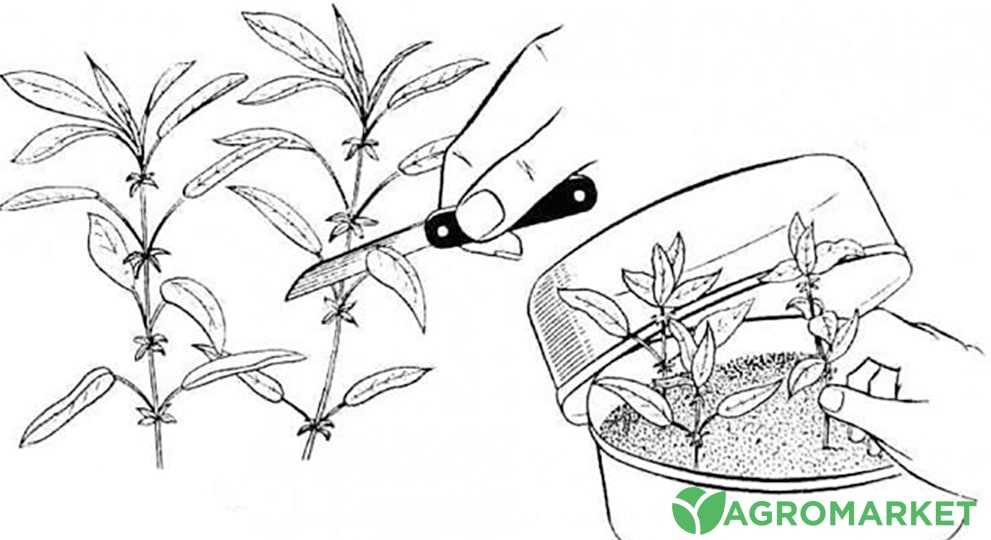 Размножение каучуконосного фикуса в домашних условиях: как размножить его черенками и листом? особенности дальнейшего ухода