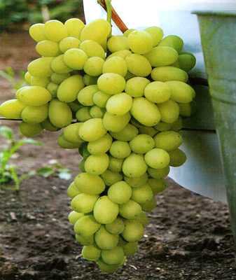 Всё о винограде “флора” («лора») от описания и характеристики сорта до фото и отзывов о нём