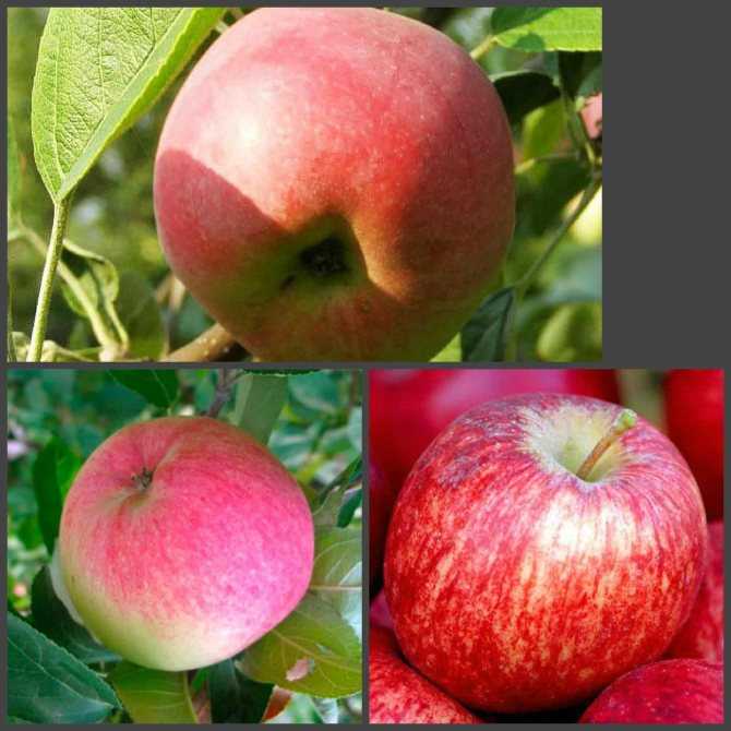 Описание сорта яблони бельфлер башкирский: фото яблок, важные характеристики, урожайность с дерева
